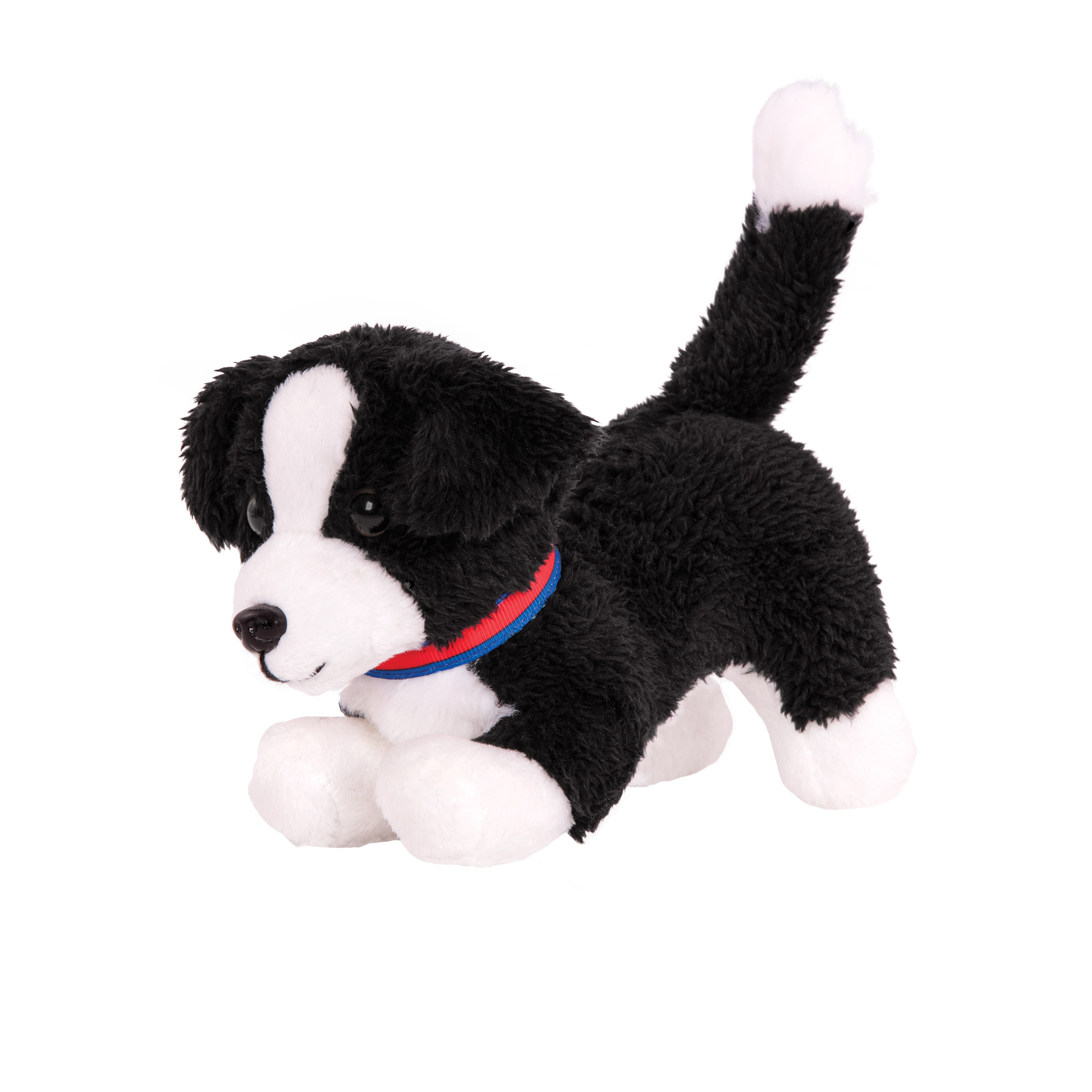Border Collie Welpe